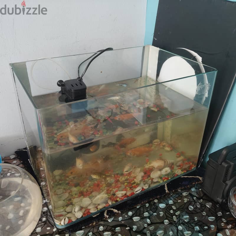 fish tank 1