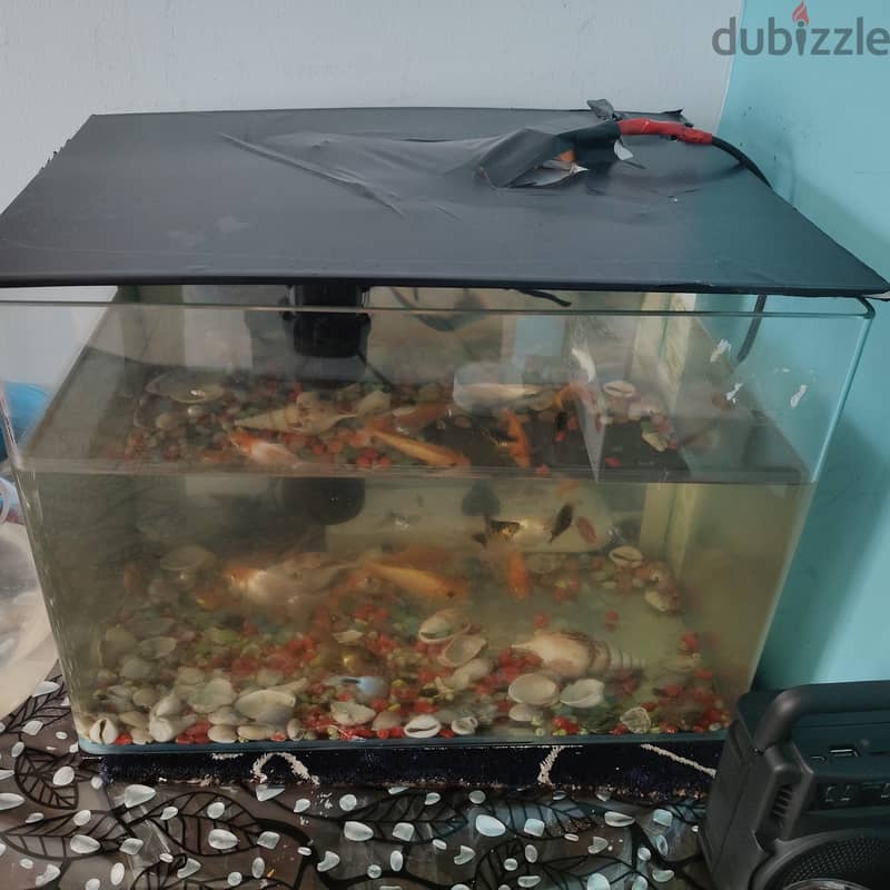fish tank 2