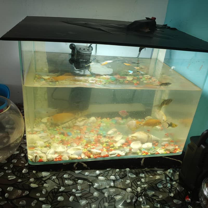 fish tank 3