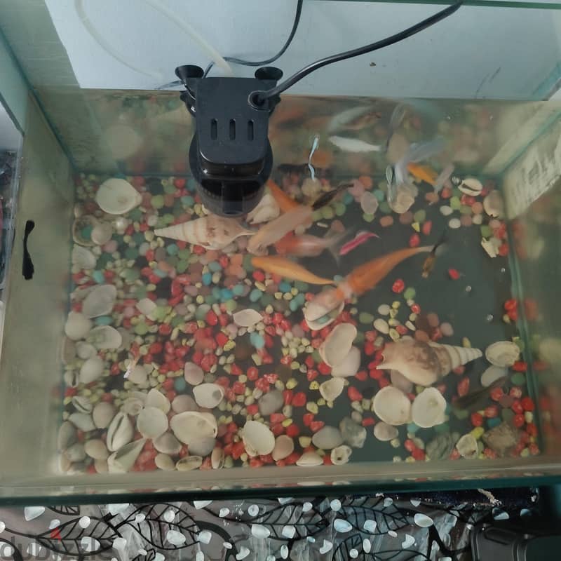 fish tank 4