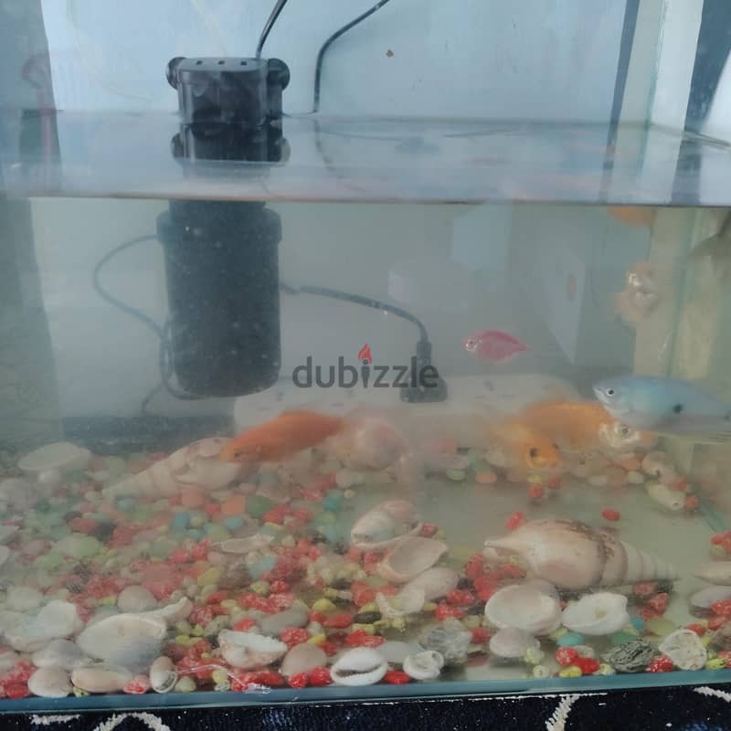 fish tank 5