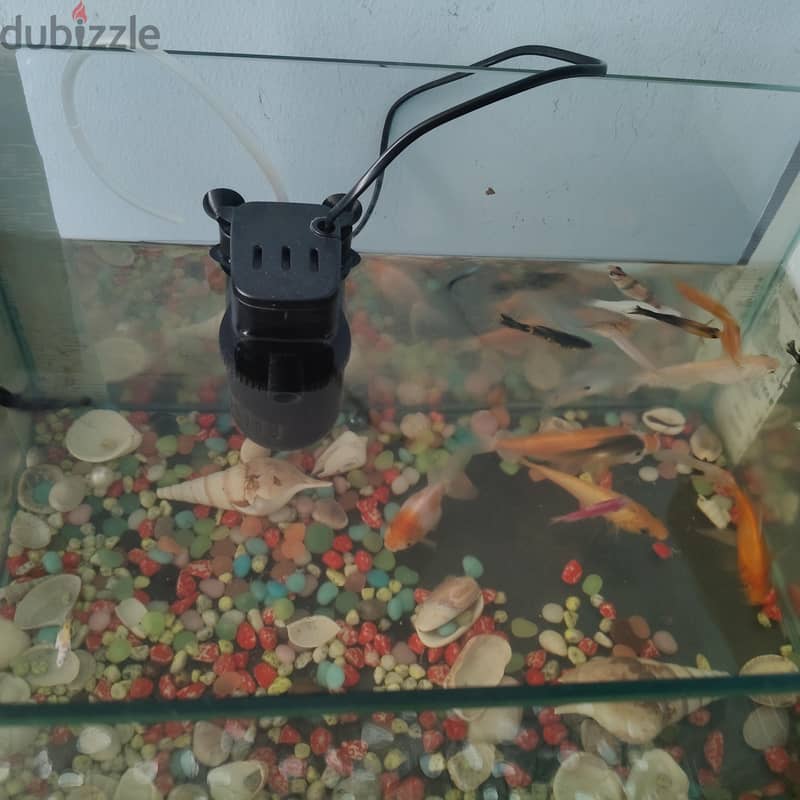 fish tank 6