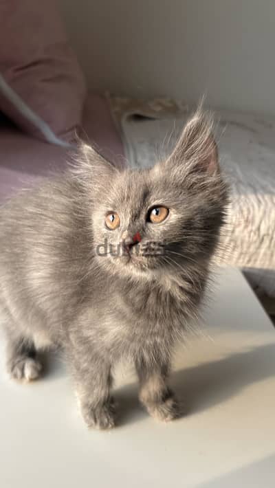 Cute 2-Month-Old British Longhair Kitten for Sale / Adoption