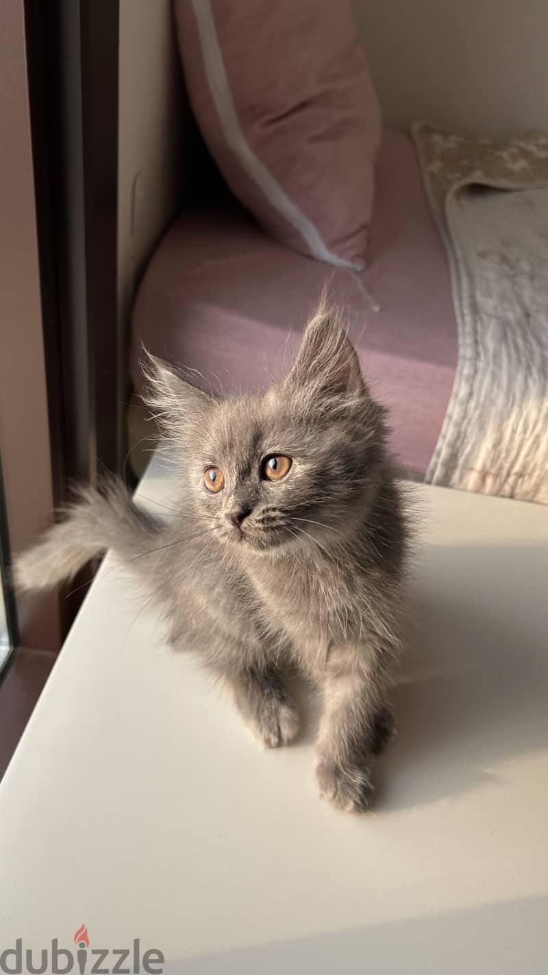 Cute 2-Month-Old British Longhair Kitten for Sale / Adoption 1
