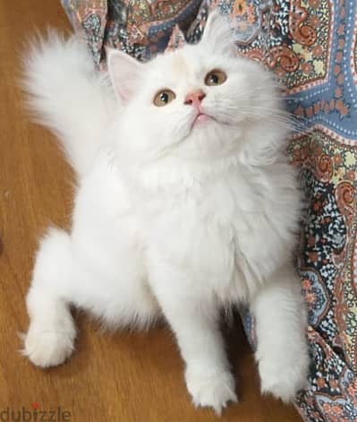4 months completed 2 female kittens for sale - OMR 30 each
