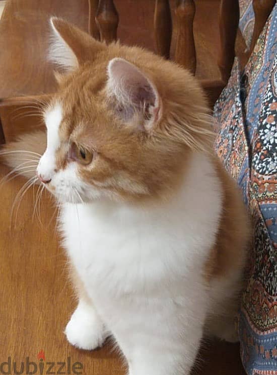4 months completed 2 female kittens for sale - OMR 30 each 6