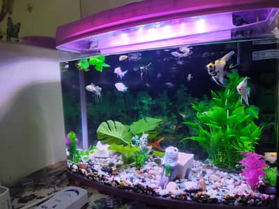 Aquarium with fishes