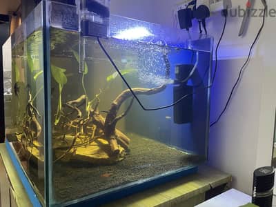 Big tank with fish and all the accessories