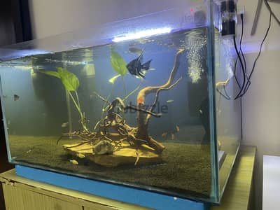 Big tank with fish and all the accessories