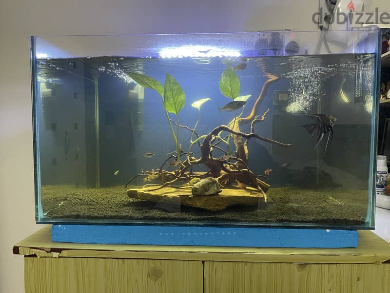 Big tank with fish and all the accessories 2
