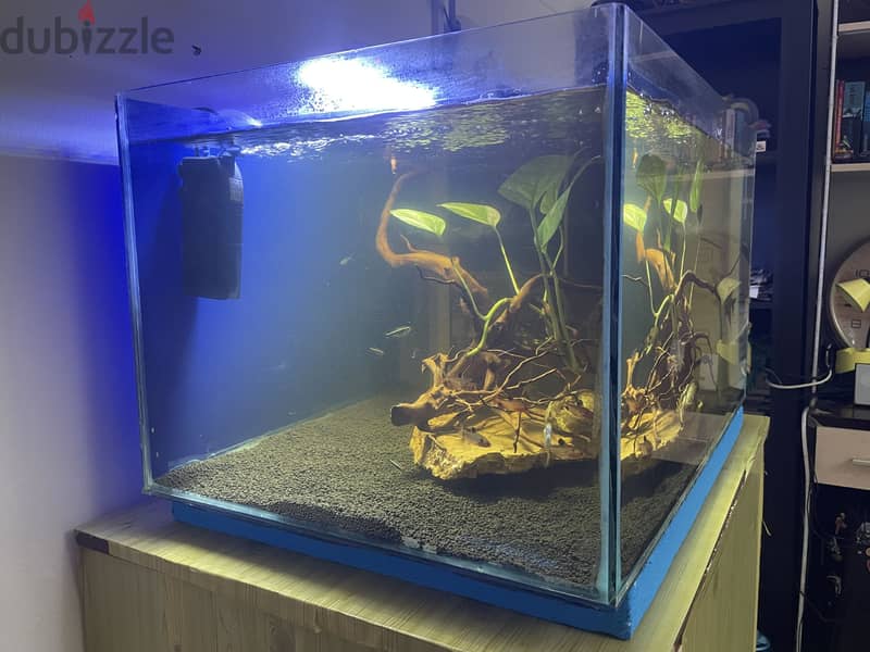 Big tank with fish and all the accessories 3
