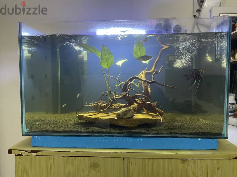 Big tank with fish and all the accessories 4