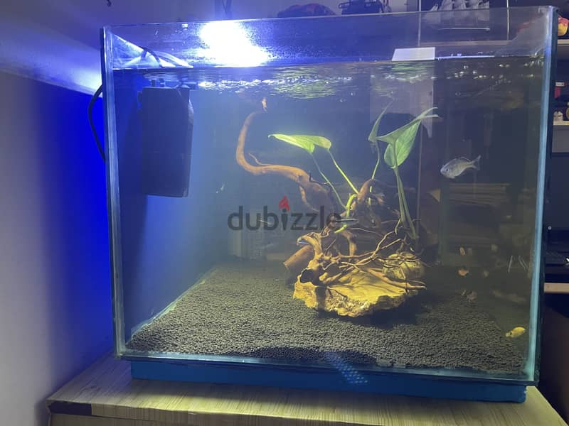 Big tank with fish and all the accessories 5