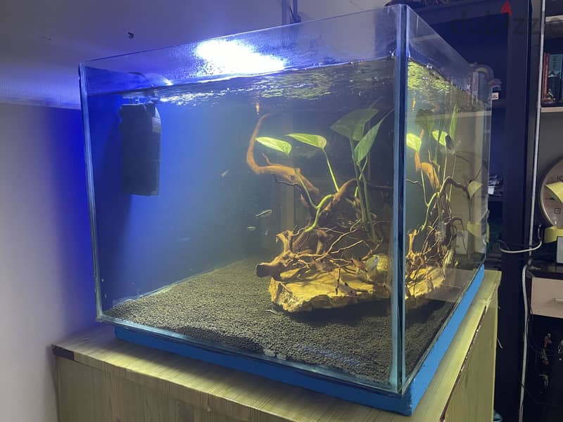 Big tank with fish and all the accessories 6