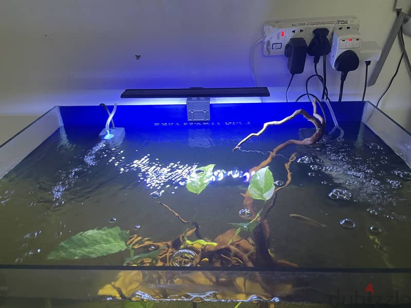 Big tank with fish and all the accessories 7
