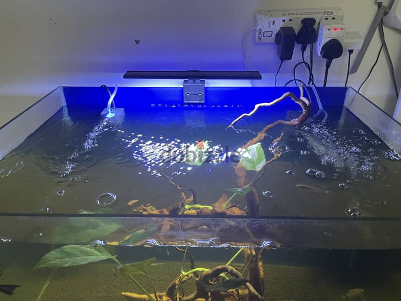 Big tank with fish and all the accessories 8