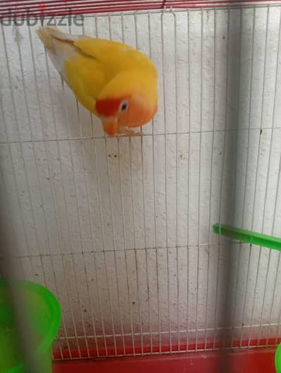 للبيع روز ذكر  سعره 8ريال