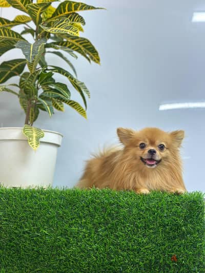 pomeranian