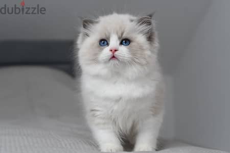 Ragdoll Kitten