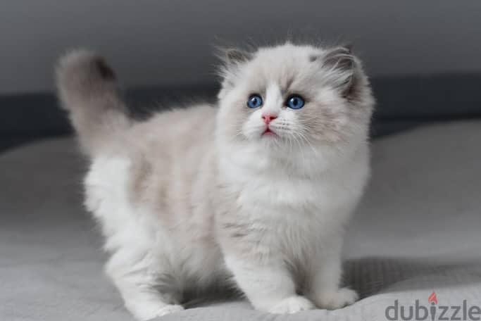 Ragdoll Kitten 1