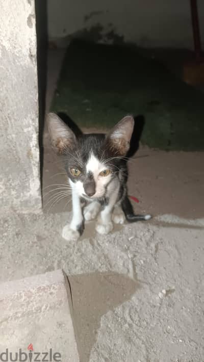 Urgent Free Adoption - 10 Weeks Old Kittens in Muscat (Al Jafnayn)