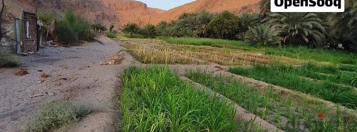 مزرعة للبيع
