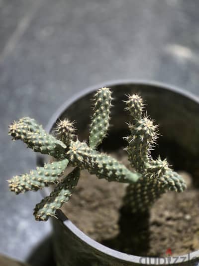 cactus and snake plant ro 3.5 each. . big pots