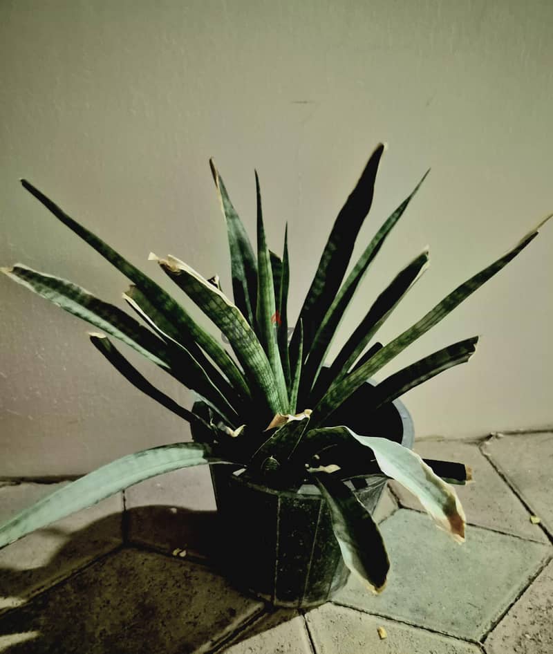 cactus and snake plant ro 3.5 each. . big pots 1