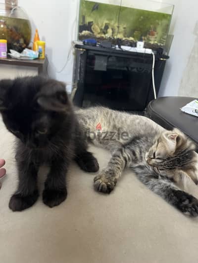 3 months old cats