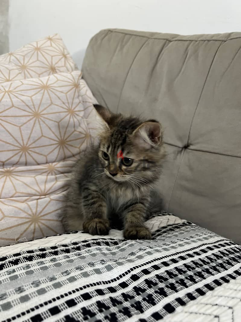 3 months old cats 1
