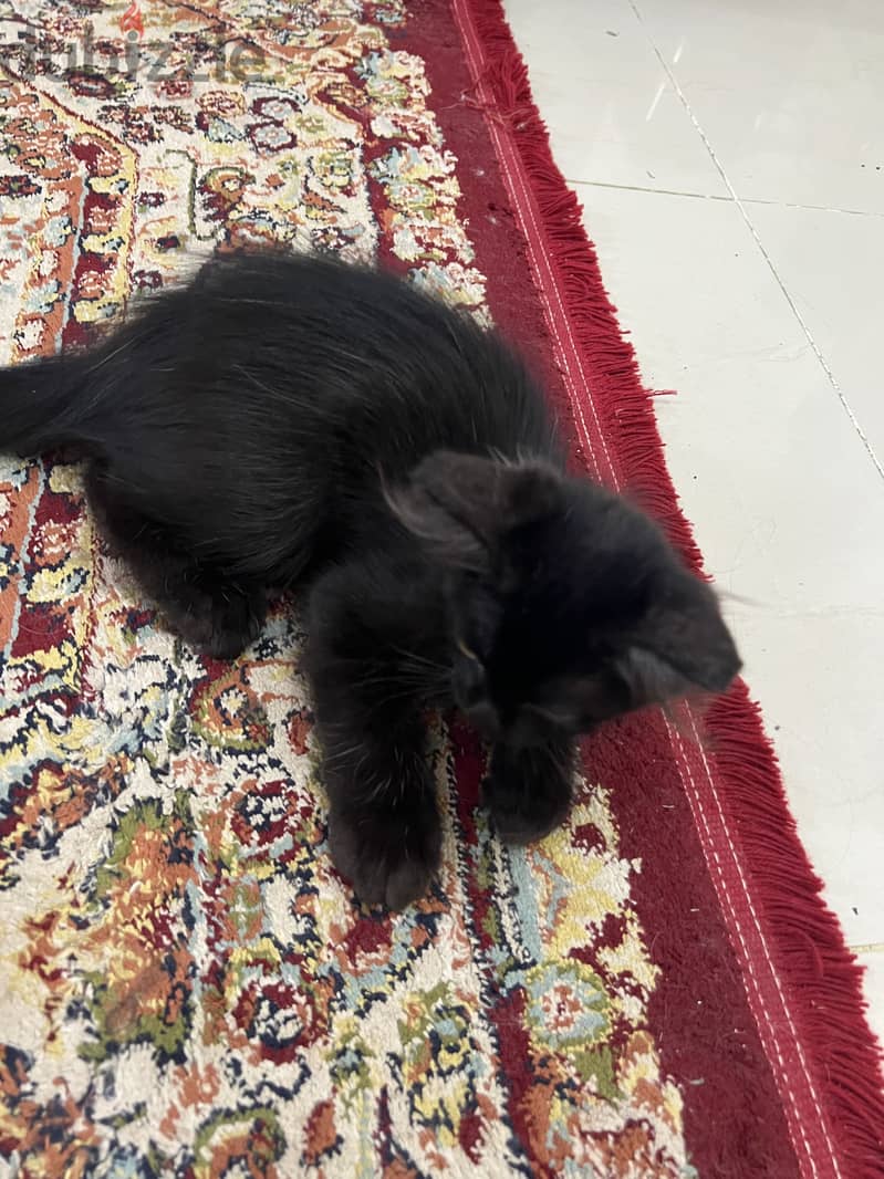 3 months old cats 2