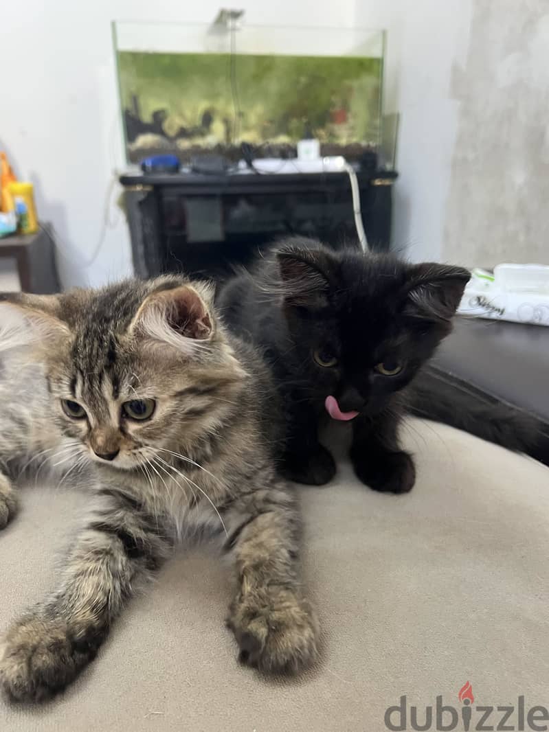 3 months old cats 3