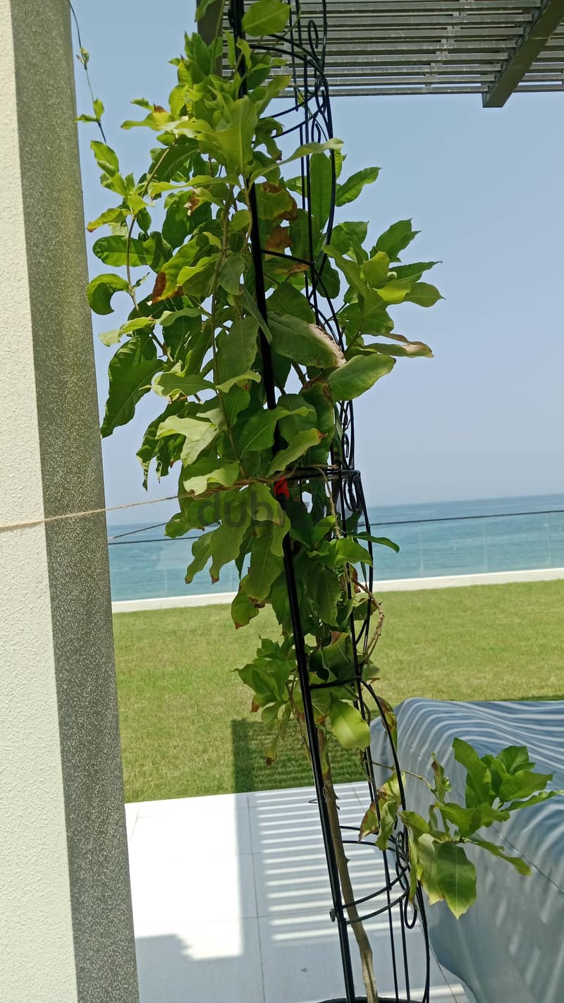 "GARDENERS AVAILABLE IN OMAN" 1