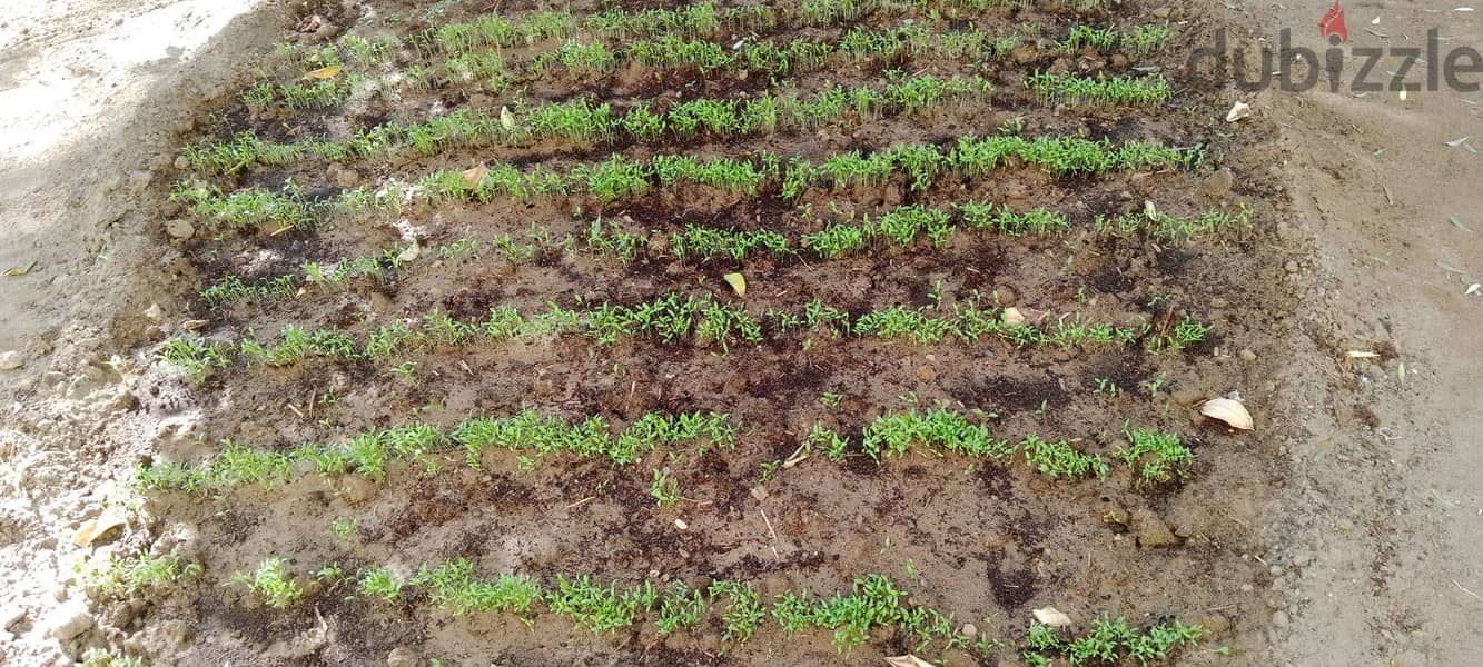"GARDENERS AVAILABLE IN OMAN" 2