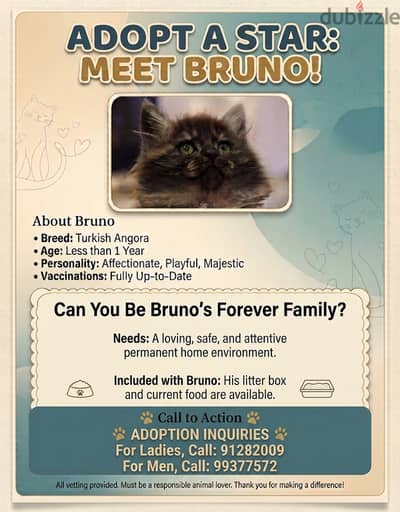 Urgent Adoption: Beautiful 1-Year-Old Turkish Angora Cat