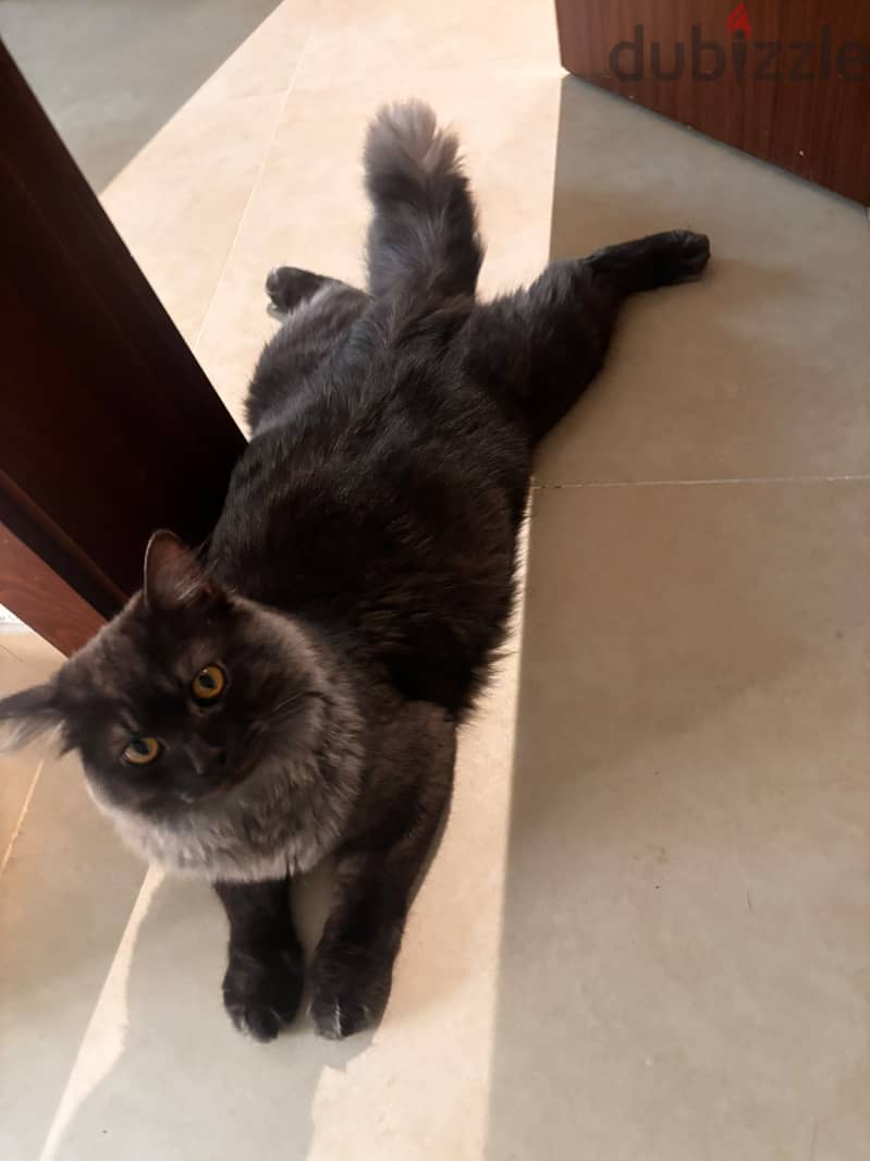 Urgent Adoption: Beautiful 1-Year-Old Turkish Angora Cat 1