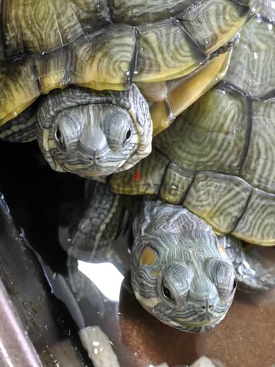 Aquatic Turtles 2