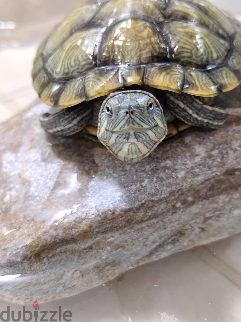 Aquatic Turtles 2 2