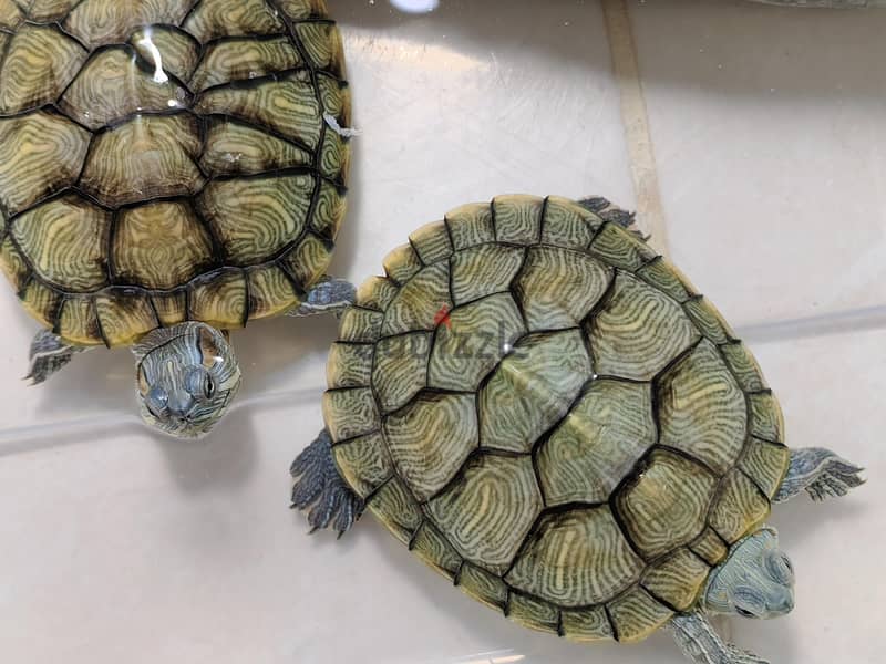 Aquatic Turtles 2 3