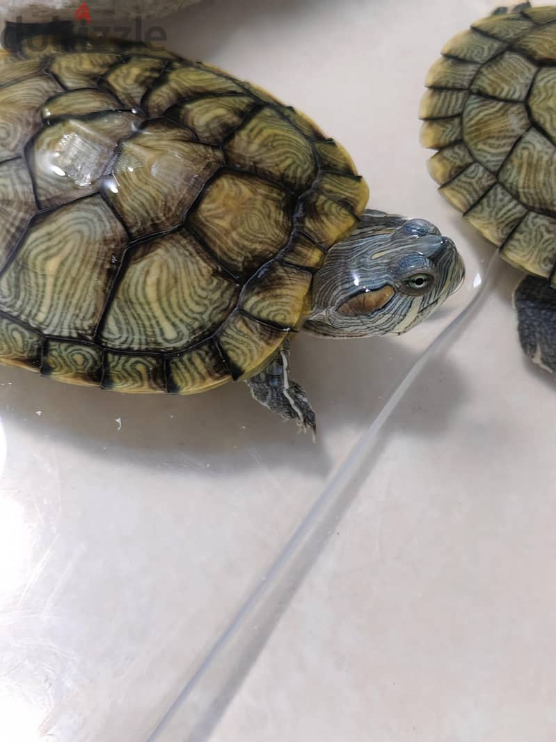 Aquatic Turtles 2 4