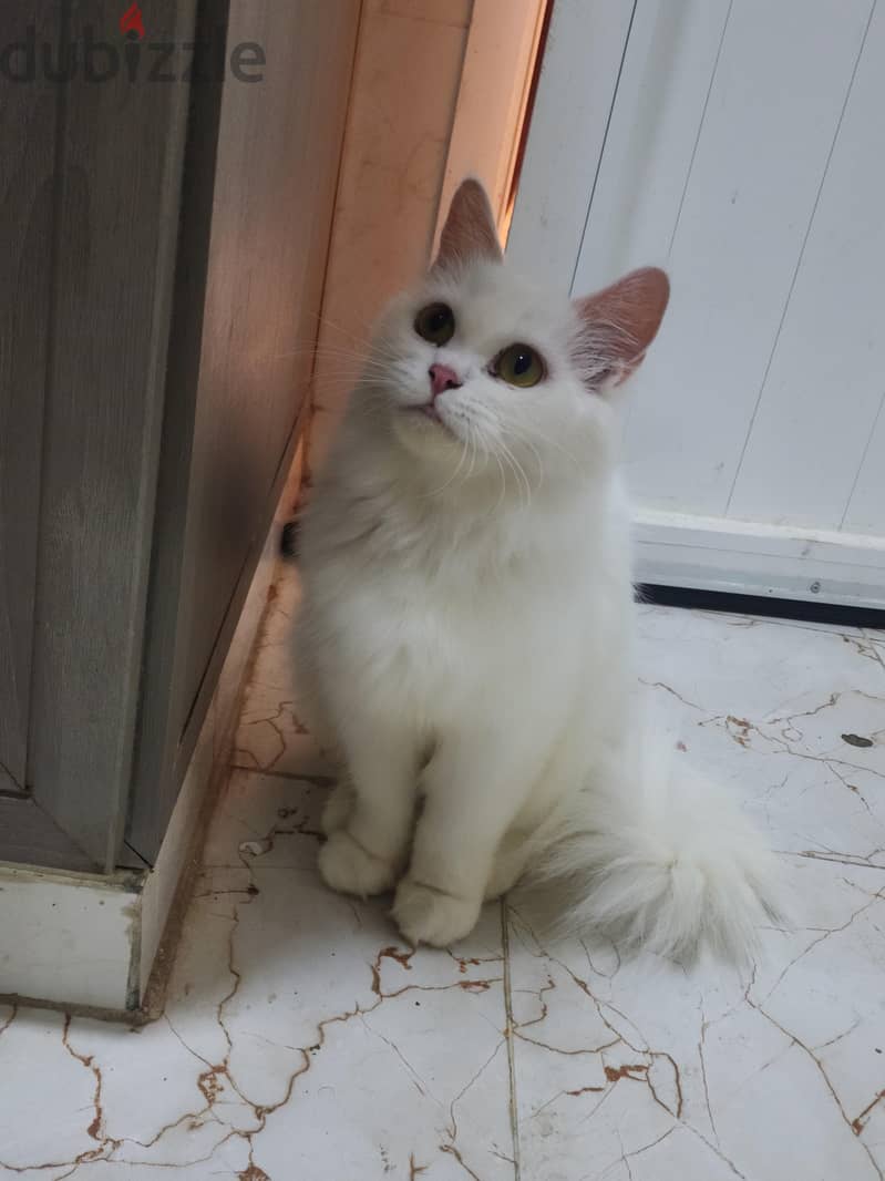 قط شيرازي للحجز 5