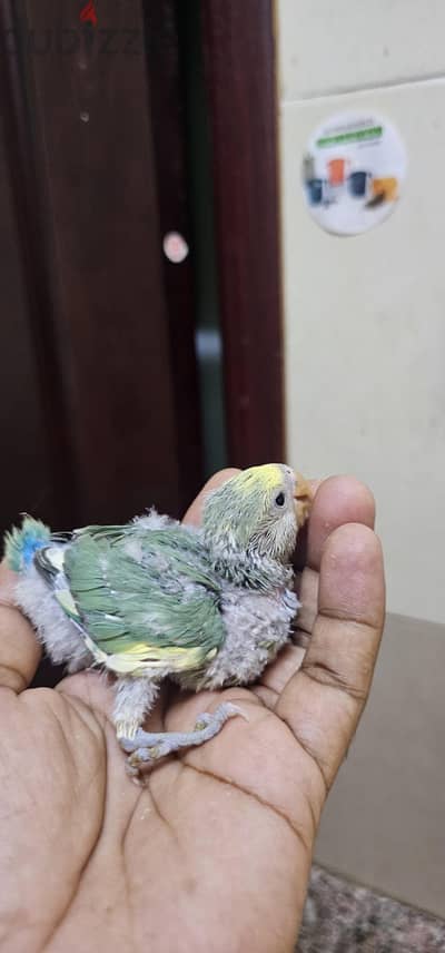 African love bird hand feeding chick for sale