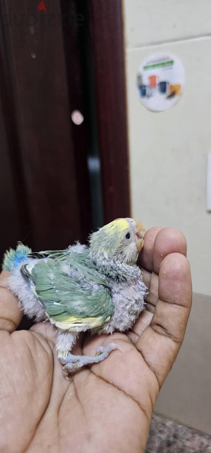 African love bird hand feeding chick for sale 1