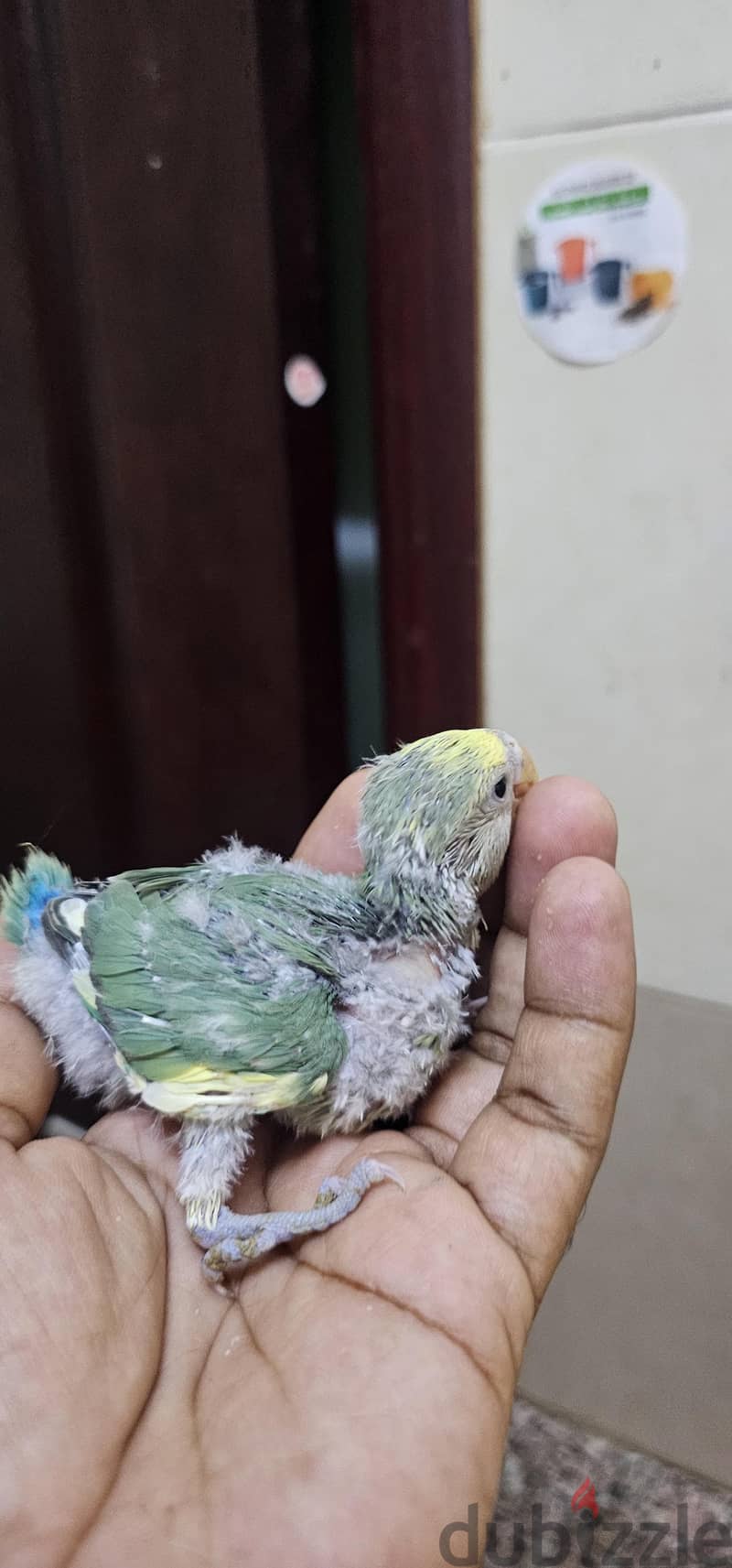 African love bird hand feeding chick for sale 2