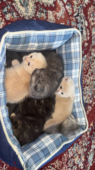 قطط صغيرة للبيع - Kittens for sale