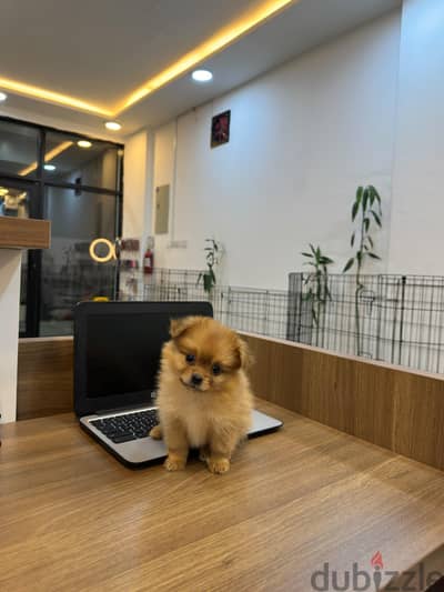 pomeranian puppy