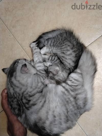 Kitten for sale
