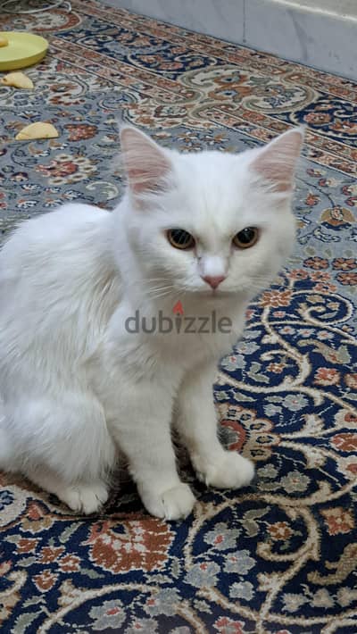 16 months old female cat for adoption