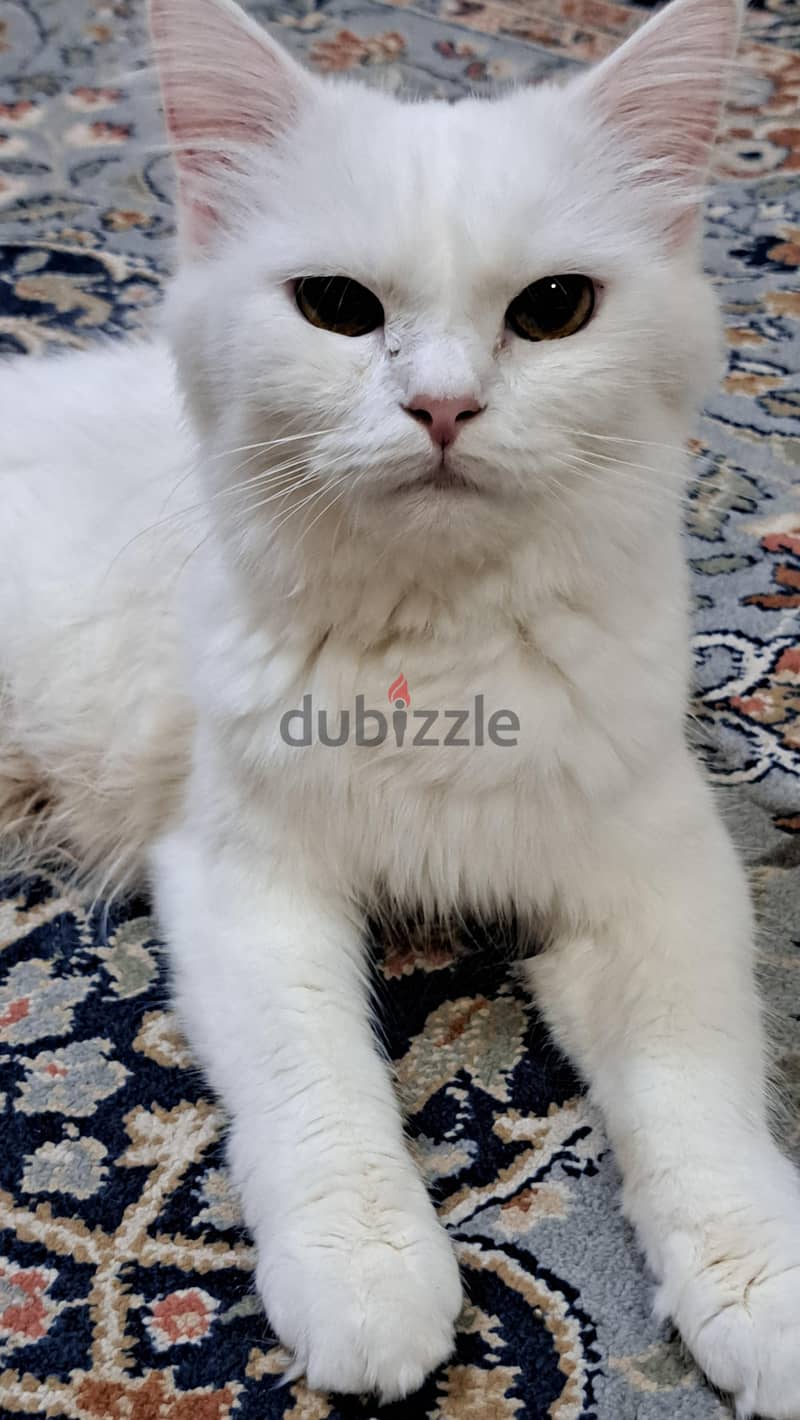 16 months old female cat for adoption 1