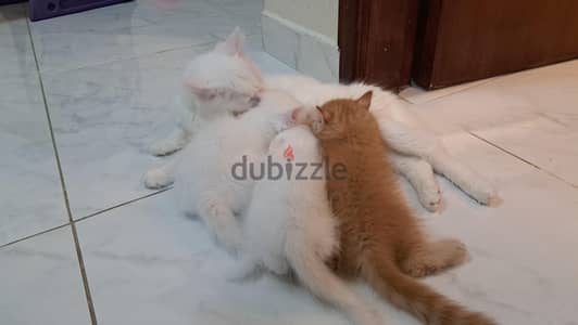 2 months old kitten for sale